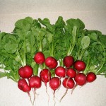 2004-05-16 - Radishes from our garden - one square worth