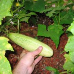 2007-07 - Cucumbers