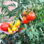 2007-07 - Delicious wholesteading yellow tomatoes
