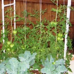Broccoli and tomato plants