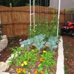 Square foot garden with marigolds