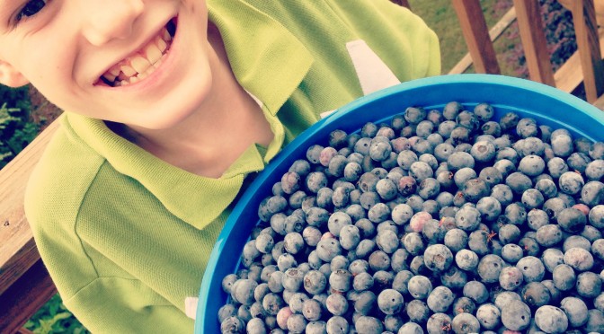 Blueberry Harvest!