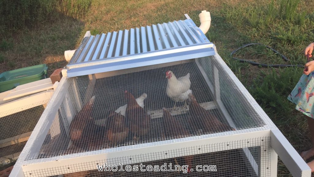 The chickens enjoying their new tractor