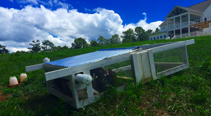 Homemade Chicken Tractor: a mobile home for hens